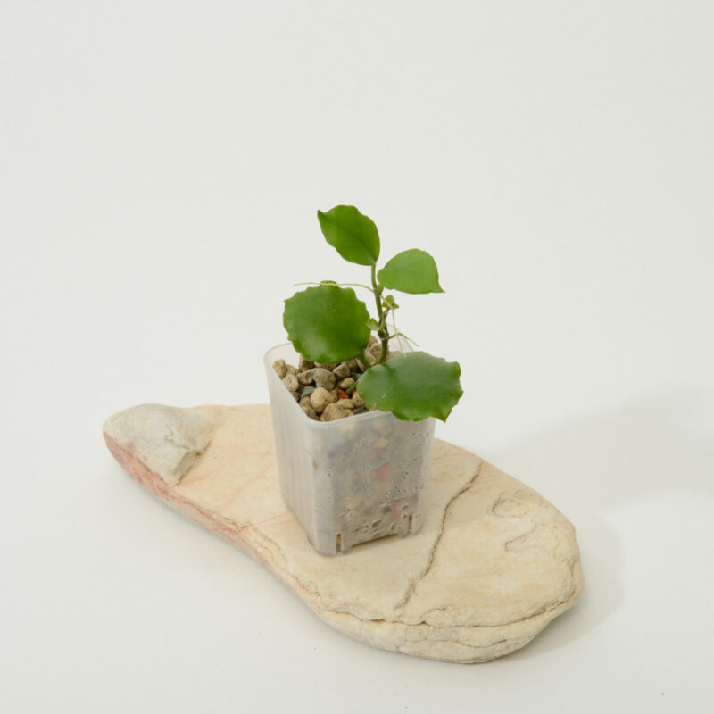 Hoya endauensis