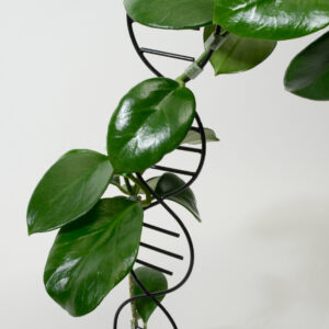 Hoya bicknellii