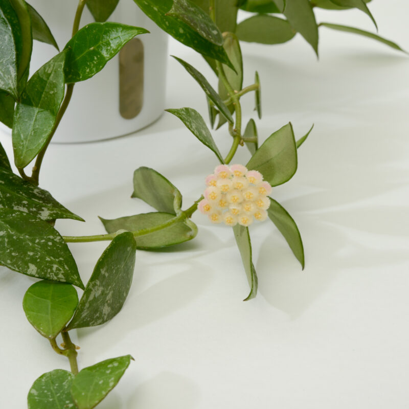 Hoya 'Elle'
