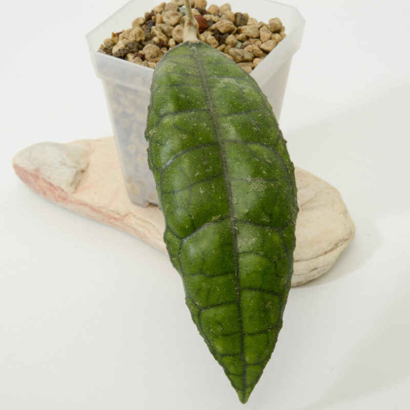 Hoya finlaysonii 'Angel'