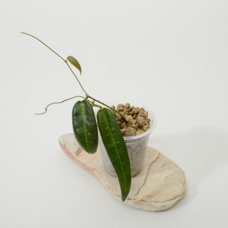 Hoya hypolasia