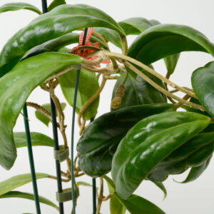 Hoya incrassata
