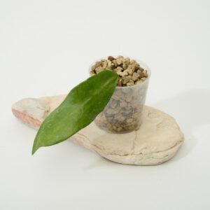 Hoya kloppenburgii