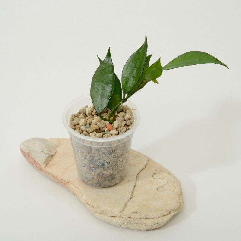 Hoya lacunosa Cikidian Java