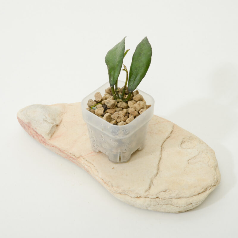 Hoya lacunosa Perangin Durian