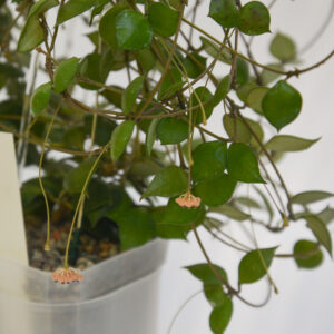 Hoya minutiflora