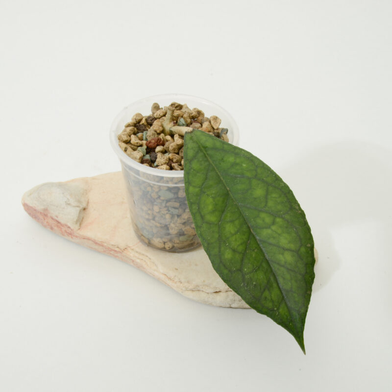 Hoya 'New Hybrid I'