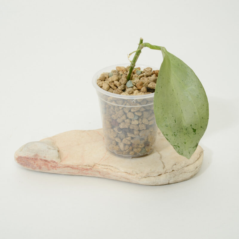 Hoya nicholsoniae "New Guinea Ghost"