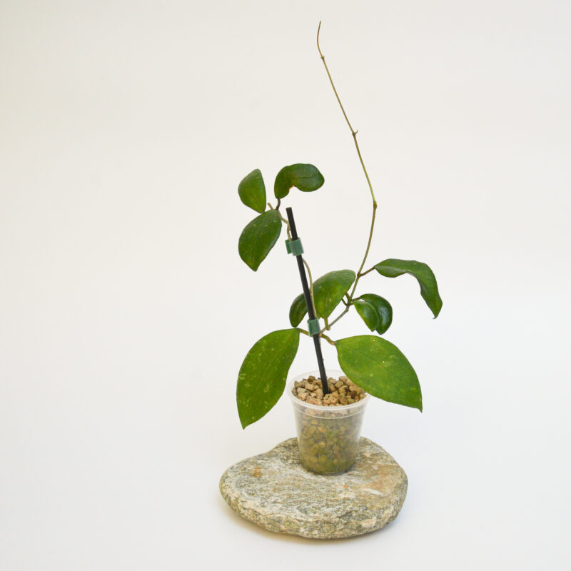 Hoya ovalifolia IPPS9050
