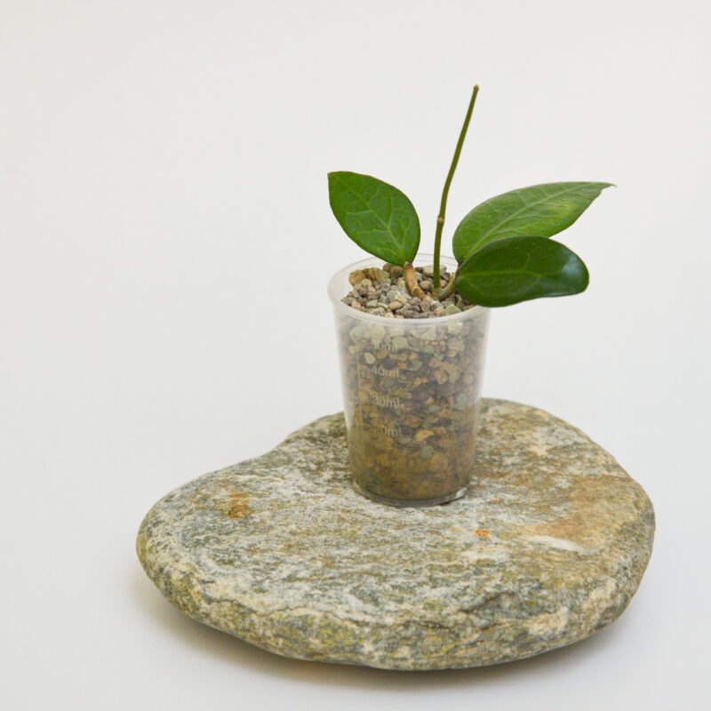 Hoya verticillata sp. Pati