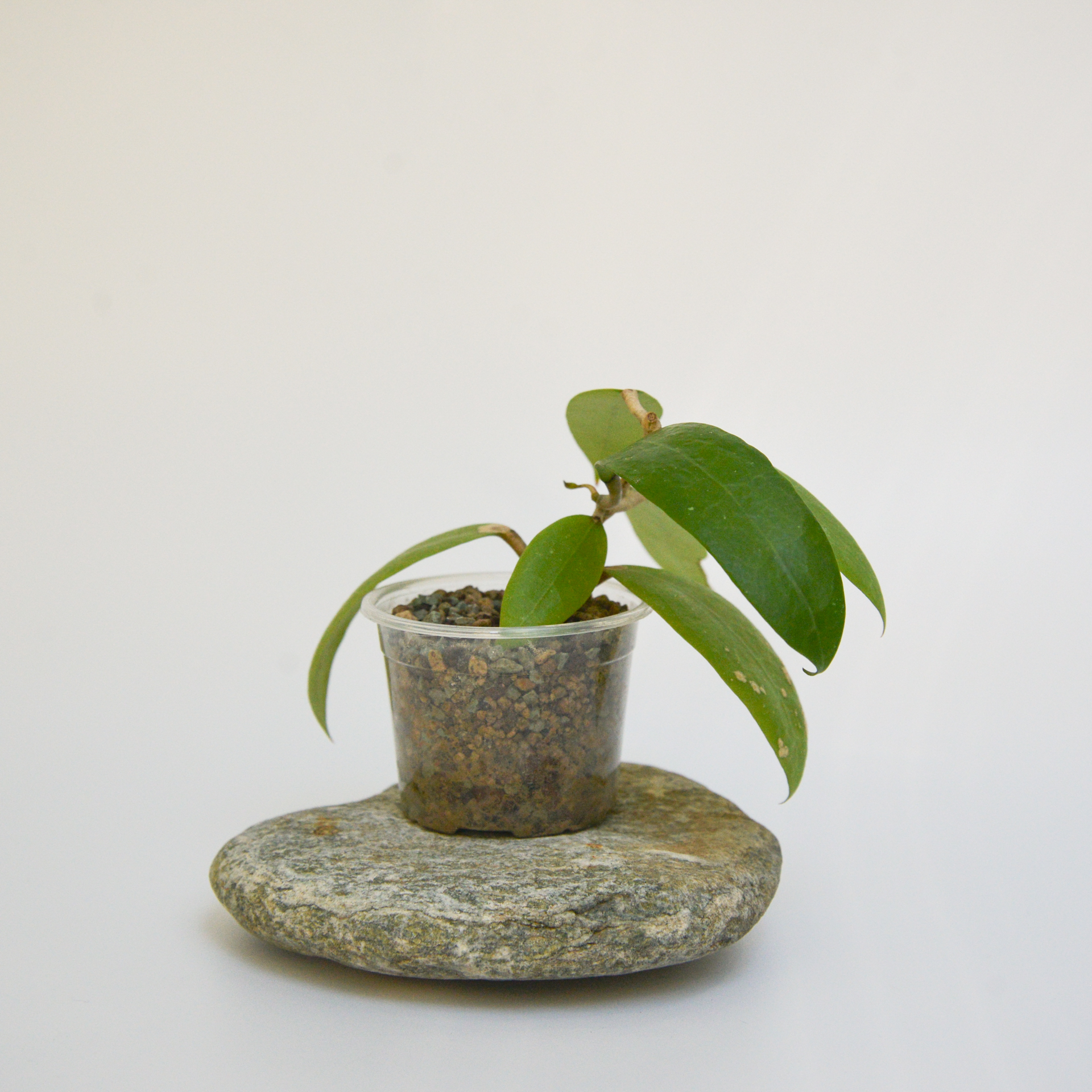Hoya bhutanica - Image 3