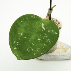 Hoya loyceandrewsiana
