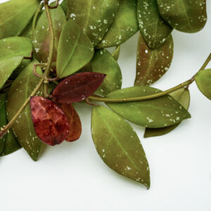 Hoya sp. aff. walliniana UT-152