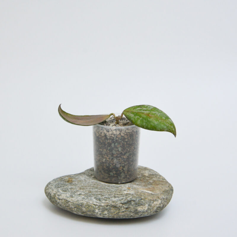 Hoya biakensis ALS1