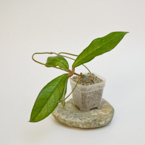 Hoya crassipetiolata